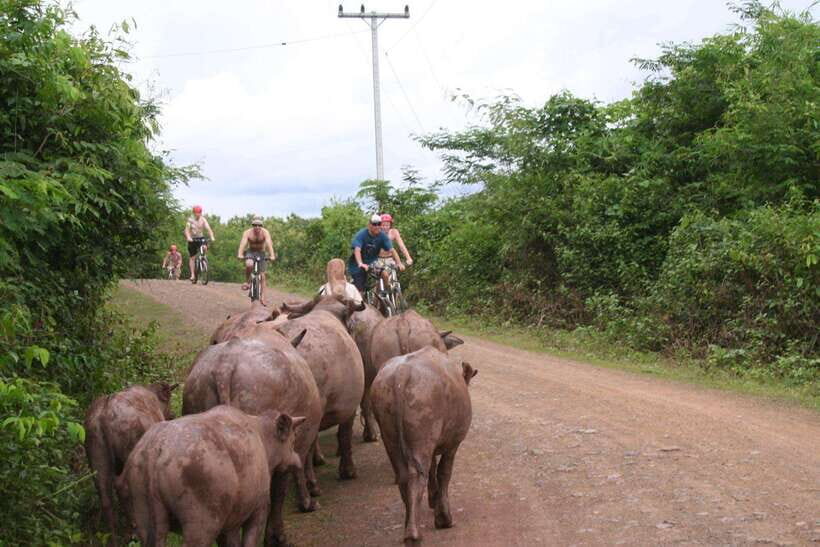From Luang Prabang: Guided Mountain Bike Tour with Lunch - Pickup to Ban Xang Hai: Your ride starts before the first pedal