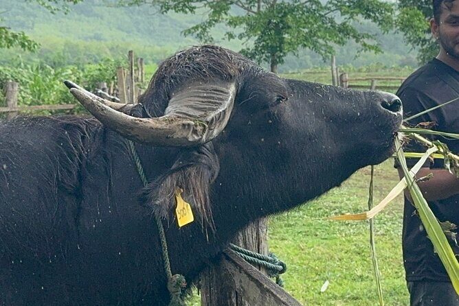 Laos Buffalo Dairy Tours Interact, Learn and Taste Fresh Flavors - Key Highlights Before You Go