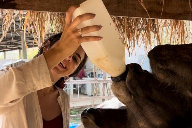 Laos Buffalo Dairy Tours Interact, Learn and Taste Fresh Flavors - Luang Prabang’s Buffalo Dairy: Why This Farm Tour Works