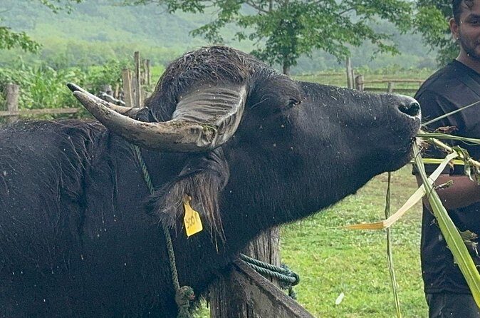 Laos Buffalo Dairy Tours Interact, Learn and Taste Fresh Flavors - More Than Buffalo: Pigs, Goats, and Rabbits Included in the Fun