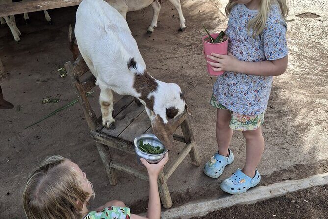 Laos Buffalo Dairy Tours Interact, Learn and Taste Fresh Flavors - Buffalo Interaction Details You’ll Want to Plan For