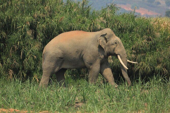 Laos Elephant Sanctuary keeper+ Kuangsi waterfall +Hmong village - Key things that make this tour worth your time