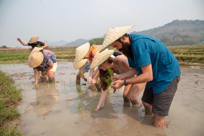 Living Land Rice Farming Experience - Price and Value: What $64.17 Really Buys You