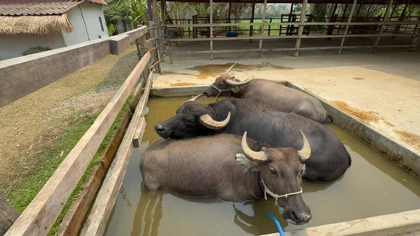 Luang Prabang: Farm Tour and Buffalo Buffet Adventure - A Luang Prabang Farm Tour That Feels Like Help, Not a Show