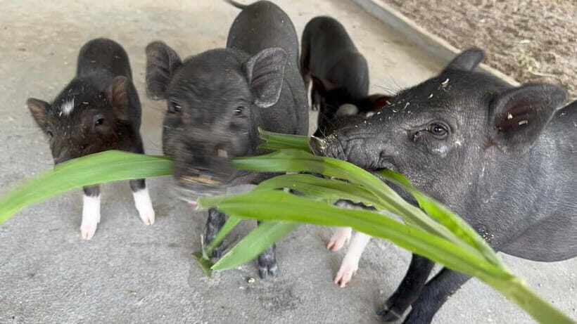 Luang Prabang: Farm Tour and Buffalo Buffet Adventure - Timing, Languages, and the Flow of Your Visit