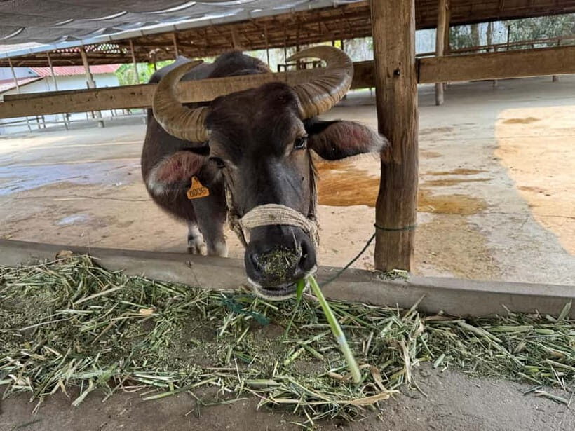 Luang Prabang: Farm Tour and Buffalo Buffet Adventure - Should You Book the Laos Buffalo Dairy Experience in Luang Prabang?