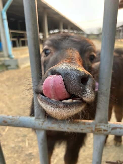 Luang Prabang: Farm Tour and Buffalo Buffet Adventure - Price and Value: Why $11 Makes Sense for Luang Prabang