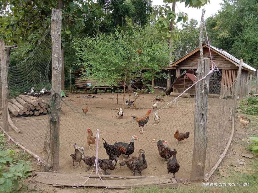 Luang Prabang: Hiking Off the Beaten Track with Picnic Lunch - Nong Long koot: a stop that’s small, but it lands