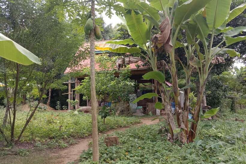 Luang Prabang: Organic Farm Experience & Hike to Kuang si - Ban Pak Si to your kitchen: the morning start that sets the tone
