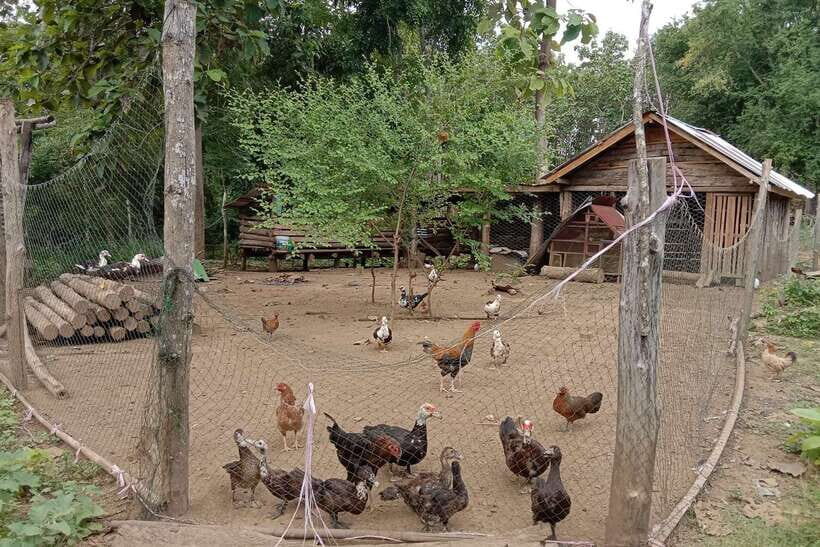 Luang Prabang: Organic Farm Experience & Hike to Kuang si - Cooking class on a local farm: making Lao flavors with your own hands