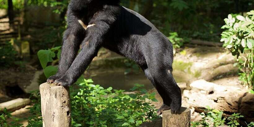 Luang Prabang: Pak Ou Caves & Kuang Si Falls Day Trip - Tat Kuang Si Bear Rescue Center: why it’s worth your time