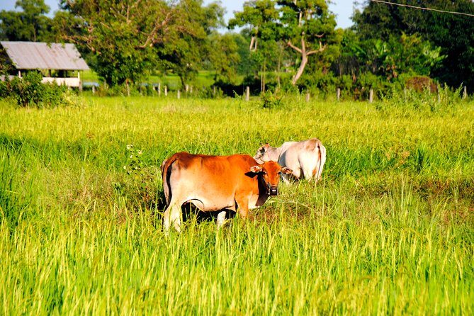 Vientiane Day Trip By Bike To Tad Moon Waterfall - Key Points You’ll Care About